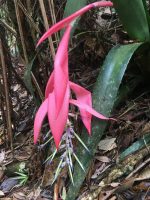Billbergia alfonsi-joannis