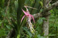 Billbergia zebrina