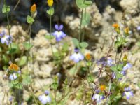 Blackstonia perfoliata