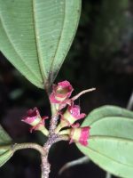 Blakea rosea