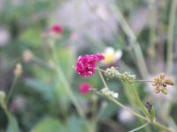 Boerhavia diffusa