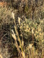 Bothriochloa barbinodis