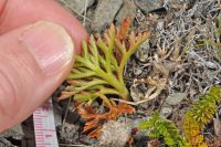 Botrychium australe