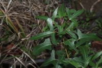 Brachychiton populneus