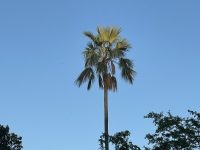 Brahea brandegeei