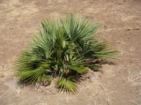 Brahea edulis