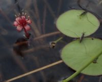 Brasenia schreberi