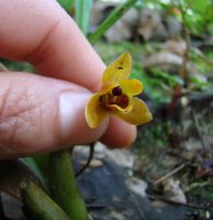 Brasiliorchis barbosae