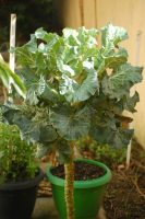 Brassica oleracea