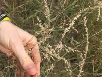 Briza subaristata