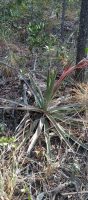 Bromelia irwinii