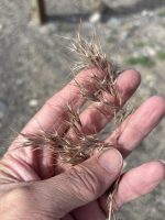 Bromus tectorum