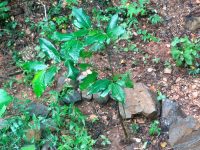 Brosimum alicastrum