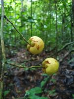 Brunfelsia guianensis