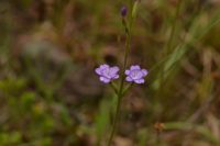 Buchnera longifolia