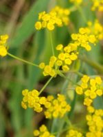 Bupleurum falcatum