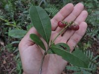 Byrsonima ligustrifolia