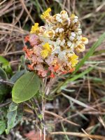 Byrsonima subcordata