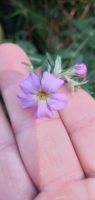Caesarea albiflora
