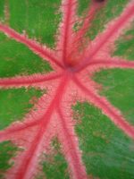 Caladium bicolor