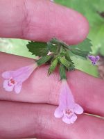 Calamintha grandiflora