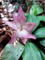 Calathea loeseneri