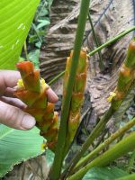 Calathea lutea