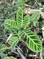 Calathea zebrina