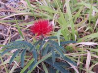 Calliandra dysantha