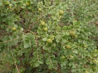 Callisthene kuhlmannii