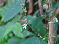 Calopogonium galactioides