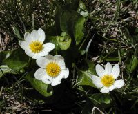 Caltha leptosepala