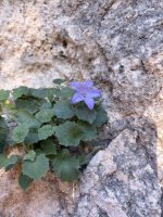 Campanula isophylla