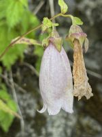 Campanula punctata