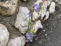 Campanula pyramidalis