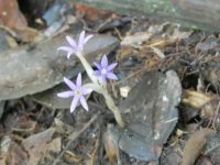 Campylosiphon purpurascens
