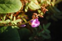 Canavalia rosea