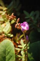 Canavalia rosea