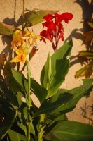 Canna indica