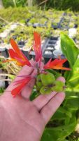 Canna indica