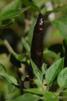Capsicum annuum
