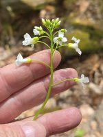 Cardamine bulbosa