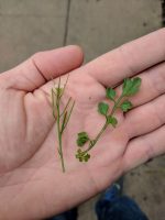 Cardamine flexuosa