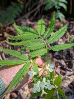 Cardamine kitaibelii