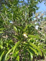 Cardiopetalum calophyllum