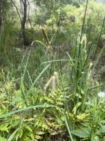 Carex brasiliensis