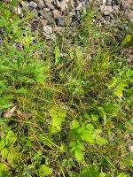 Carex hirta