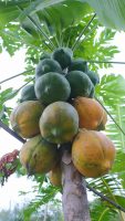 Carica papaya