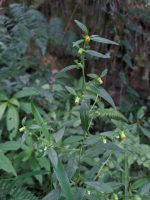 Carpesium divaricatum