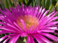 Carpobrotus acinaciformis
